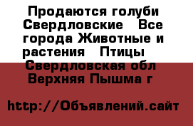 Продаются голуби Свердловские - Все города Животные и растения » Птицы   . Свердловская обл.,Верхняя Пышма г.